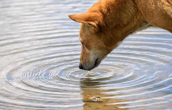 Dog drank sale lake water